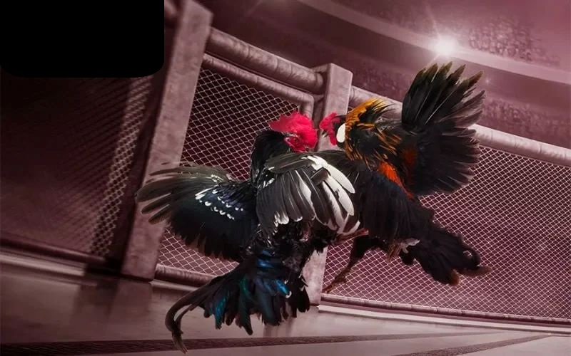 Luật chơi và tỷ lệ cược trong từng cửa cược Đá Gà GA28 