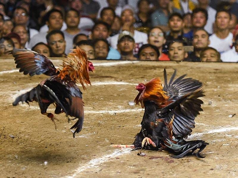 Cách chọn gà thông minh khi thi đấu Đá Gà Sabong 